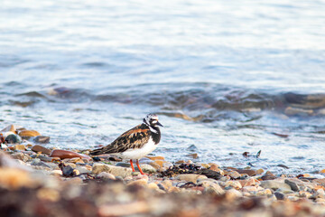 Colorful wader ruddy turnstone, Arenaria interpres standing on a stony beach by the sea on Varanger peninsula, Northern Norway