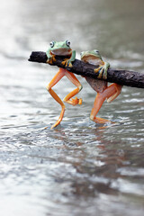 frogs, flying frogs, two cute frogs are perched on wood above the river water