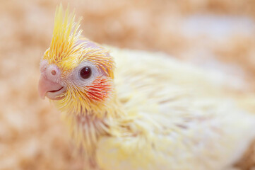 生後3週間のオカメインコ（ルチノー）の雛