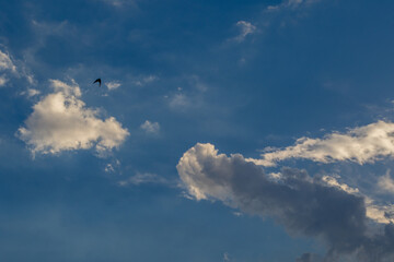 A single lone swift glides in a blue sky with small clouds image for background use
