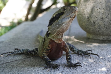 Water dragon lizard