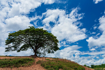 Big roots of a banyan tree with a very clear sky in Ubon Ratchathani Province, Thailand