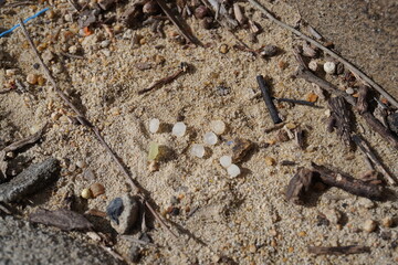 Nurdles plastic pellets on beach sand