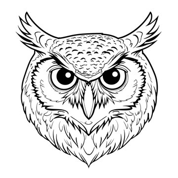 Owl Bird Head Line Art Illustration