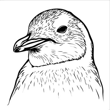 recommend clip art: Penguin Line Art Illustration