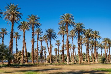 Palm trees grove in Furnace Creek, Death Valley National Park. California. USA