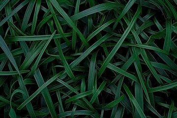 Papier Peint photo Herbe in the middle green grass field professional photography