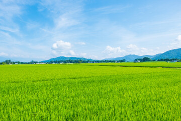 Fototapeta premium 夏の田園風景