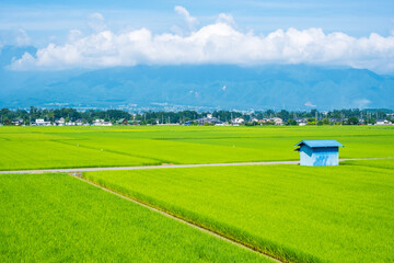夏の田園風景