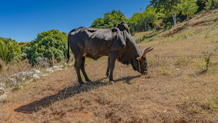 A black zebu grazes calmly on the hillside. Glossy fur, long curved horns, a hump on the back. Green vegetation against a blue sky background. Madagascar. Nosy Iranja 