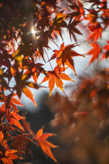 陽に照らされる紅葉