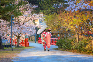 Young Japanese  woman in a traditional Kimono dress strolls by  Prefectural Uji Park during full bloom cherry blossom in Kyoto, Japan
