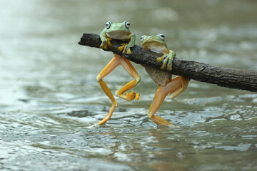 frogs, cute frogs, two cute frogs are playing on wooden branches on the surface of the river water