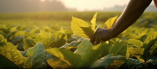 close up shot of hand examining tobacco leaves in tobacco farm field