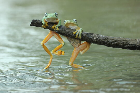 frogs, cute frogs, two cute frogs are playing on wooden branches on the surface of the river water