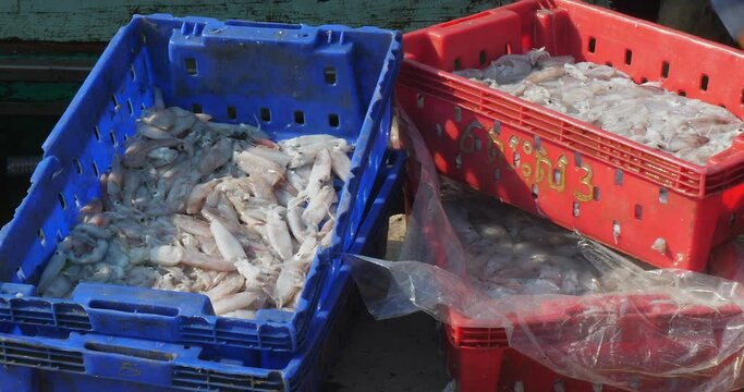 close up of a worker unloading sorted crates filled with octopuses at the fishing port