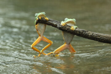 frogs, cute frogs, two cute frogs on a dry log above the river water