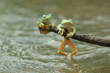frogs, cute frogs, two cute frogs on a dry log above the river water