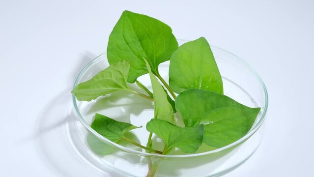 Fish mint is a good detoxifier, helps the skin become healthier and has the ability to heal problems such as acne. Fish mint leaves inside a petri dish on a turning table. Copy for advertising.