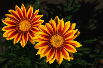 Closeup photo of beautiful orange flowers of Gazania rigens