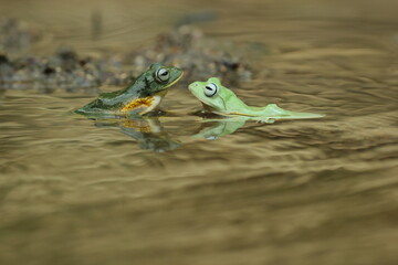 frogs, flying frogs, two frogs playing in the water