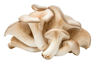 Oyster mushrooms isolated on transparent background - obrazy, fototapety, plakaty