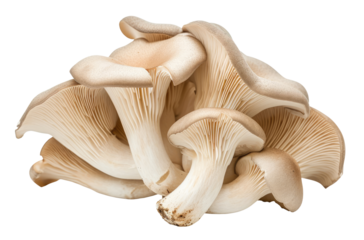 Oyster mushrooms isolated on transparent background
