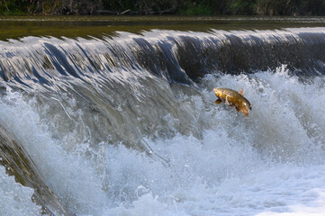 Salmon Run on the Humber River at Old Mill Park in Canada