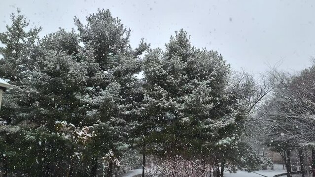 winter in the forest, trees covered with snow, fairy-tale scenery