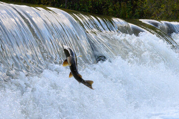 Salmon Run on the Humber River at Old Mill Park in Canada