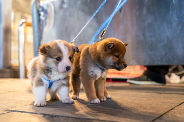 Little puppies with leashes