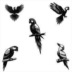parrot silhouette , macaw silhouette , bird silhouette , domestic pet silhouette ,set of birds 

 - obrazy, fototapety, plakaty