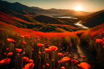 Fotobehang poppy field in sunset © azka