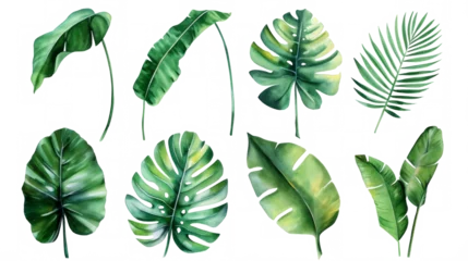 Foto op Canvas Set Collection Watercolor tropical leaves Modern green tropical leaves, clip art Botanical Illustration elegant watercolor illustration , green tropical leaves isolated transparent background, PNG © ND STOCK