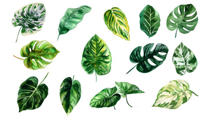 Set Collection Watercolor tropical leaves Modern green tropical leaves, clip art Botanical Illustration elegant watercolor illustration , green tropical leaves isolated transparent background, PNG