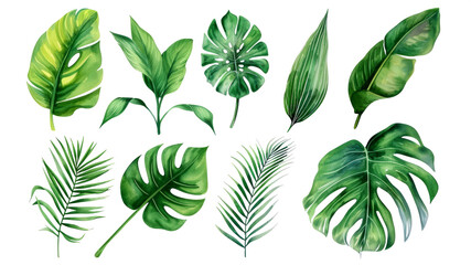 Set Collection Watercolor tropical leaves Modern green tropical leaves, clip art Botanical Illustration elegant watercolor illustration , green tropical leaves isolated transparent background, PNG - obrazy, fototapety, plakaty