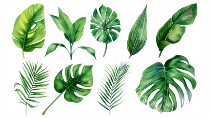Foto op Aluminium Tropische bladeren Set Collection Watercolor tropical leaves Modern green tropical leaves, clip art Botanical Illustration elegant watercolor illustration , green tropical leaves isolated transparent background, PNG