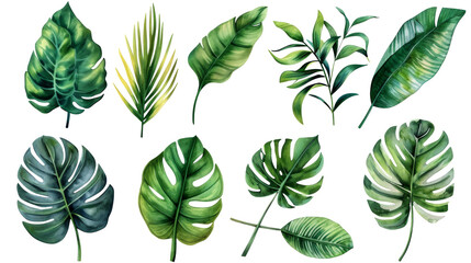 Set Collection Watercolor tropical leaves Modern green tropical leaves, clip art Botanical Illustration elegant watercolor illustration , green tropical leaves isolated transparent background, PNG