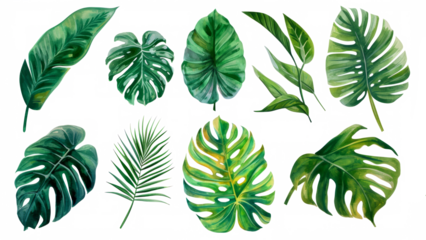 Set Collection Watercolor tropical leaves Modern green tropical leaves, clip art Botanical Illustration elegant watercolor illustration , green tropical leaves isolated transparent background, PNG