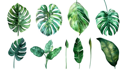 Set Collection Watercolor tropical leaves Modern green tropical leaves, clip art Botanical Illustration elegant watercolor illustration , green tropical leaves isolated transparent background, PNG - Powered by Adobe