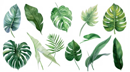 Set Collection Watercolor tropical leaves Modern green tropical leaves, clip art Botanical Illustration elegant watercolor illustration , green tropical leaves isolated transparent background, PNG