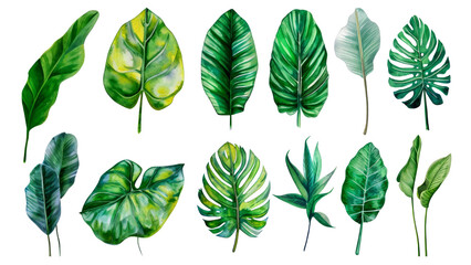 Fototapeta premium Set Collection Watercolor tropical leaves Modern green tropical leaves, clip art Botanical Illustration elegant watercolor illustration , green tropical leaves isolated transparent background, PNG
