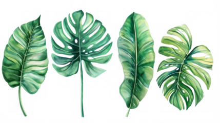 Set Collection Watercolor tropical leaves Modern green tropical leaves, clip art Botanical Illustration elegant watercolor illustration , green tropical leaves isolated transparent background, PNG