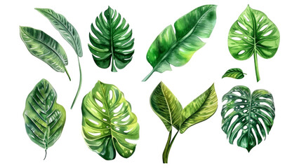 Obraz premium Set Collection Watercolor tropical leaves Modern green tropical leaves, clip art Botanical Illustration elegant watercolor illustration , green tropical leaves isolated transparent background, PNG