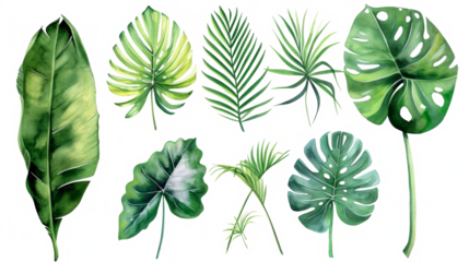 Set Collection Watercolor tropical leaves Modern green tropical leaves, clip art Botanical Illustration elegant watercolor illustration , green tropical leaves isolated transparent background, PNG