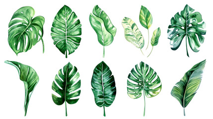 Obraz premium Set Collection Watercolor tropical leaves Modern green tropical leaves, clip art Botanical Illustration elegant watercolor illustration , green tropical leaves isolated transparent background, PNG