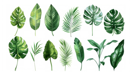 Set Collection Watercolor tropical leaves Modern green tropical leaves, clip art Botanical Illustration elegant watercolor illustration , green tropical leaves isolated transparent background, PNG