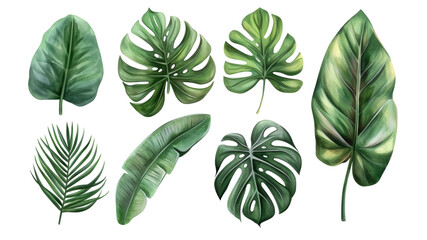 Set Collection Watercolor tropical leaves Modern green tropical leaves, clip art Botanical Illustration elegant watercolor illustration , green tropical leaves isolated transparent background, PNG