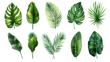 Set Collection Watercolor tropical leaves Modern green tropical leaves, clip art Botanical Illustration elegant watercolor illustration , green tropical leaves isolated transparent background, PNG