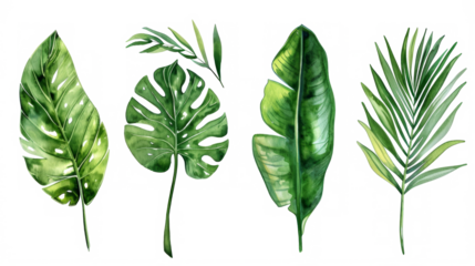 Set Collection Watercolor tropical leaves Modern green tropical leaves, clip art Botanical Illustration elegant watercolor illustration , green tropical leaves isolated transparent background, PNG